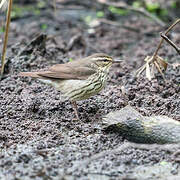 Northern Waterthrush