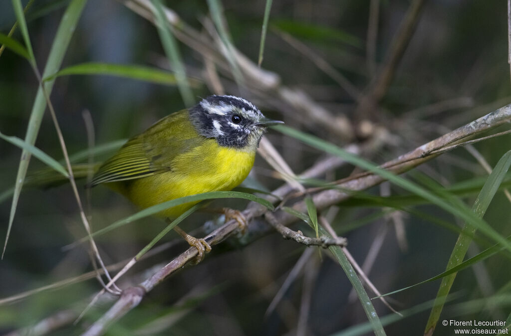 Santa Marta Warbler