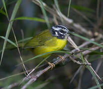 Santa Marta Warbler