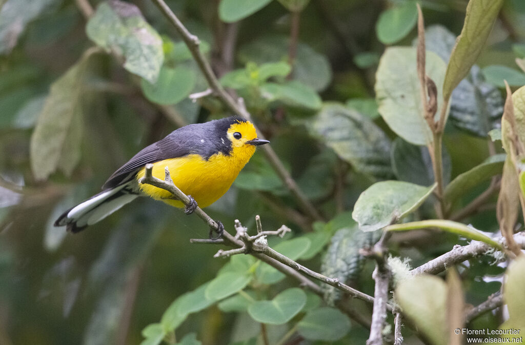 Golden-fronted Whitestart