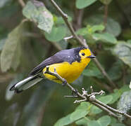 Golden-fronted Whitestart