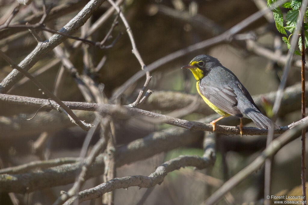 Canada Warbler