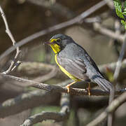 Canada Warbler