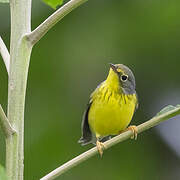 Canada Warbler