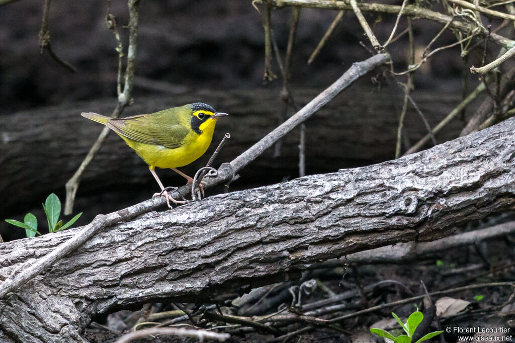 Kentucky Warbler