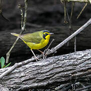 Kentucky Warbler