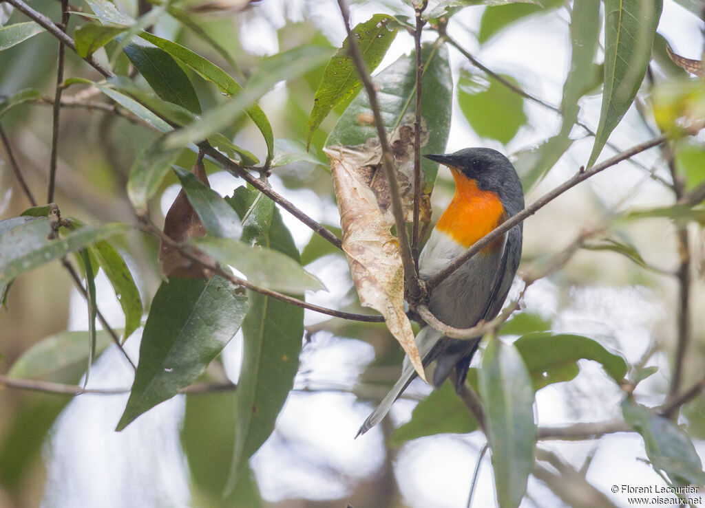 Flame-throated Warbler