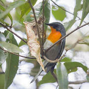 Flame-throated Warbler