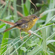 Masked Yellowthroat