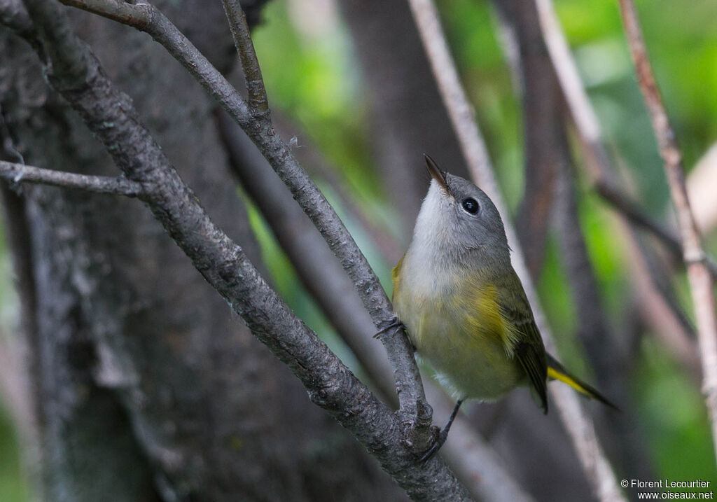 American Redstart female