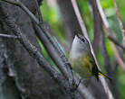 Paruline flamboyante