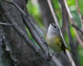 Paruline flamboyante