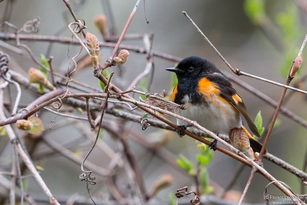 American Redstart