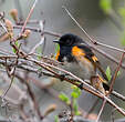 Paruline flamboyante