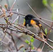 American Redstart