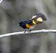 Paruline flamboyante