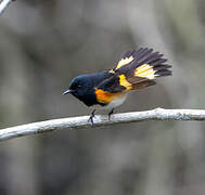 Paruline flamboyante