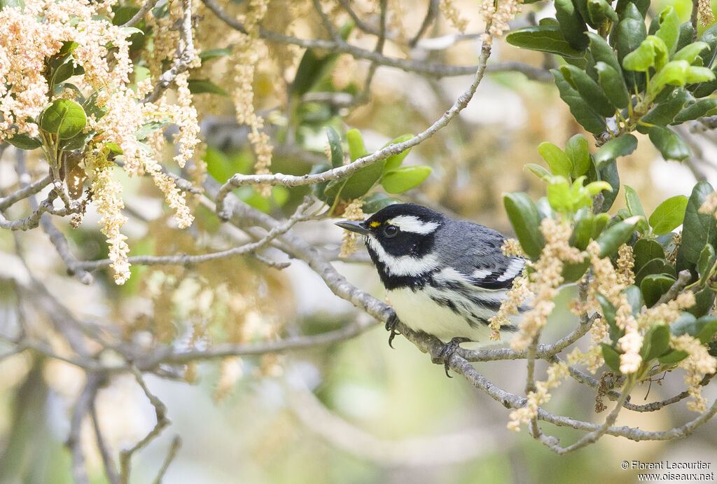 Black-throated Grey Warbler