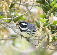 Black-throated Grey Warbler