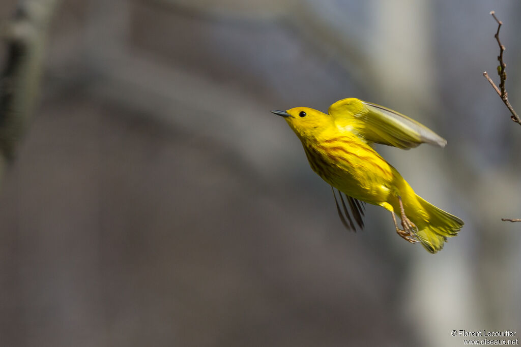 American Yellow Warbler