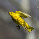 Paruline jaune