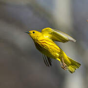 American Yellow Warbler