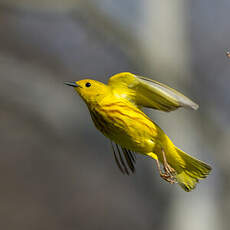 Paruline jaune