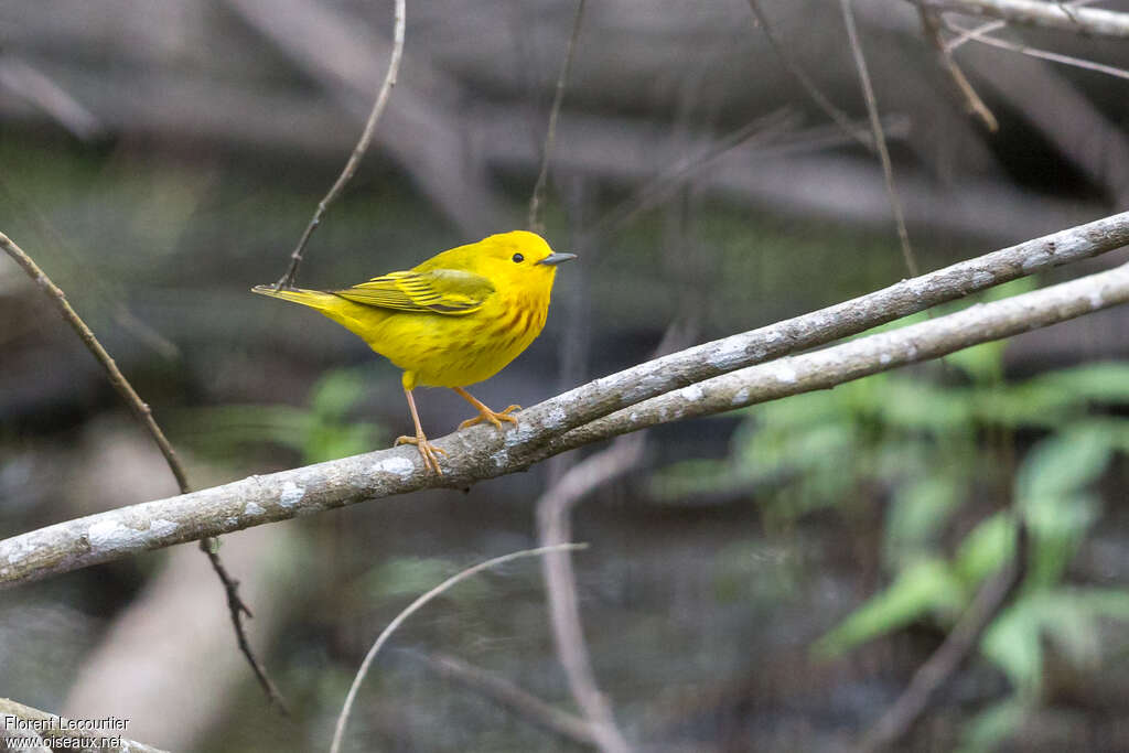 American Yellow Warbler