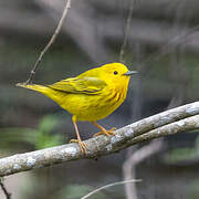 American Yellow Warbler