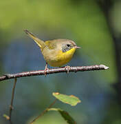 Common Yellowthroat