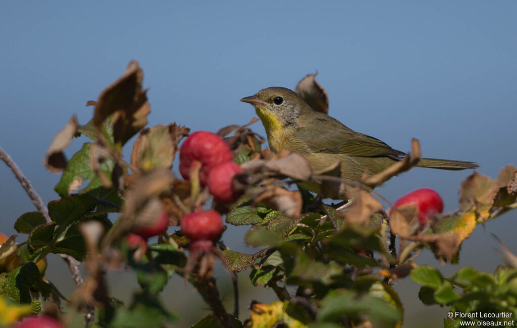 Common Yellowthroat