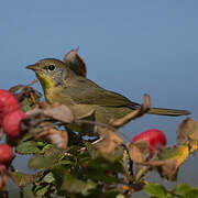 Common Yellowthroat