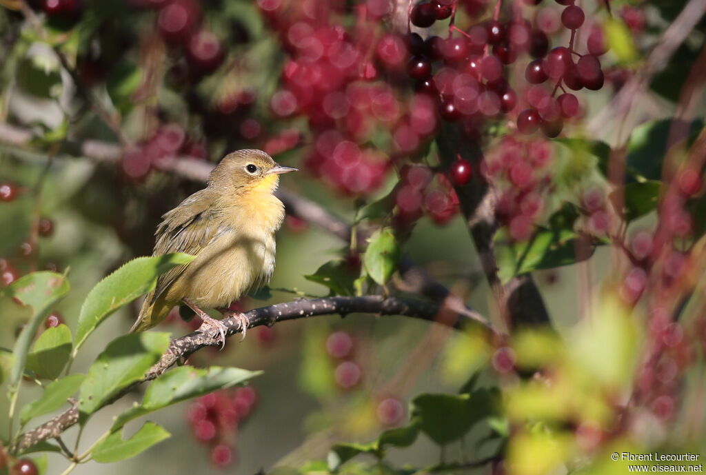 Common Yellowthroat