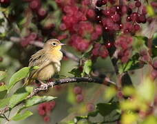 Common Yellowthroat