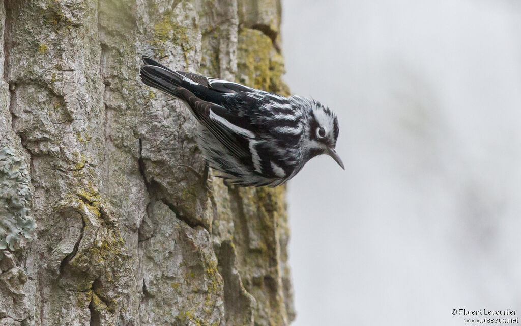 Paruline noir et blanc