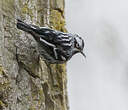 Paruline noir et blanc