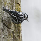Paruline noir et blanc