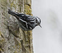 Black-and-white Warbler