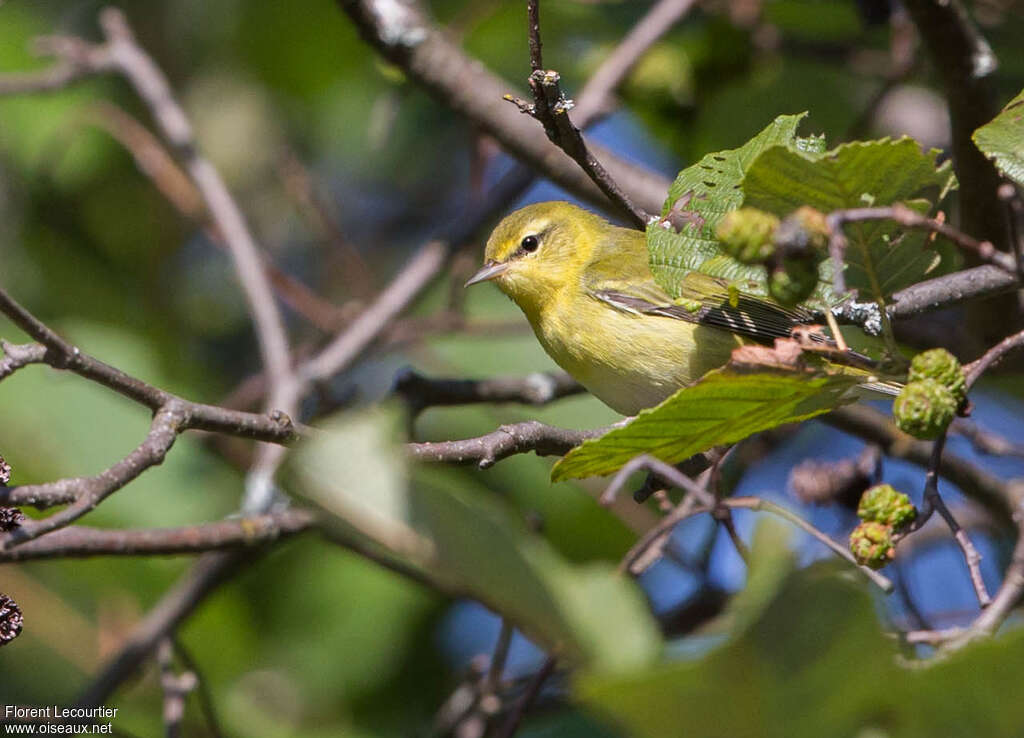 Paruline obscurejuvénile, identification