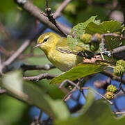 Tennessee Warbler