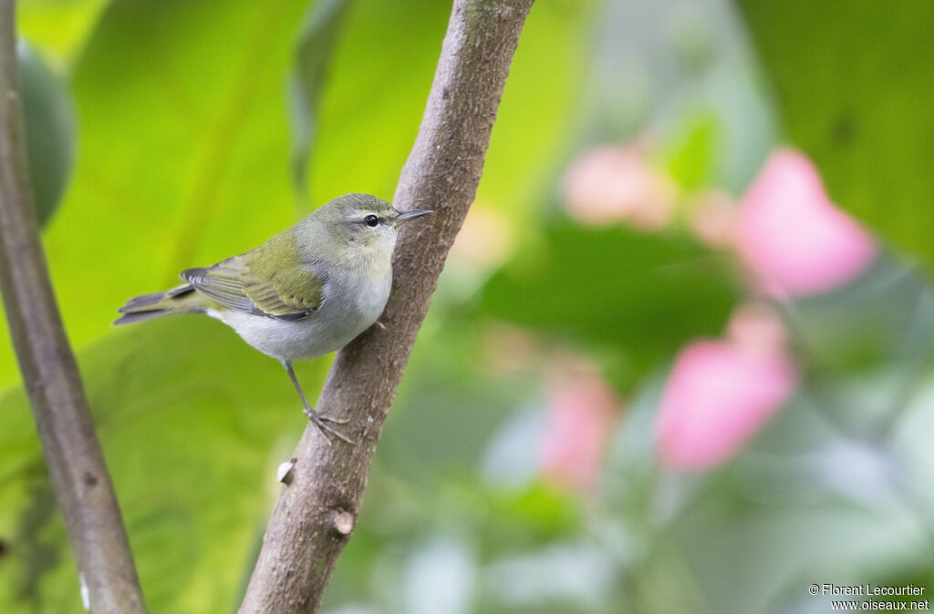 Tennessee Warbler