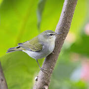 Tennessee Warbler