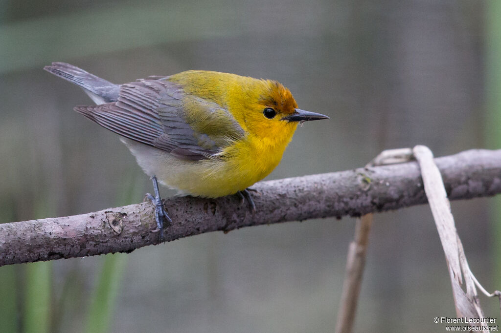 Prothonotary Warbler