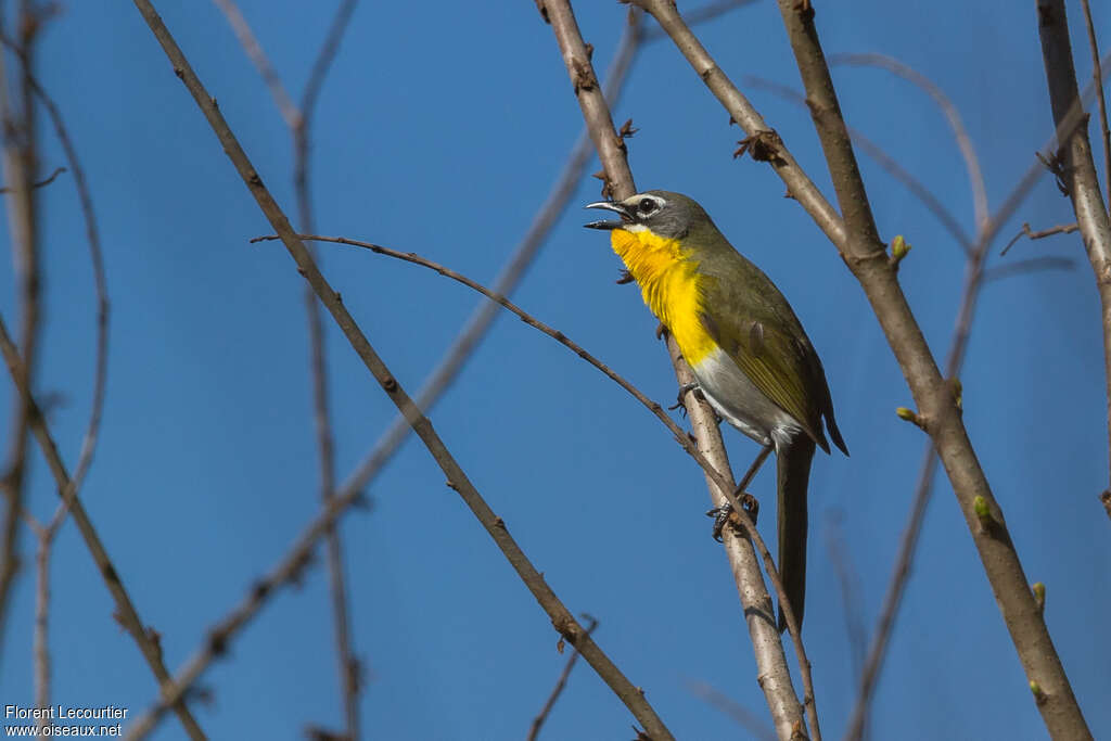 Yellow-breasted Chat male adult breeding, pigmentation, song