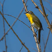 Yellow-breasted Chat