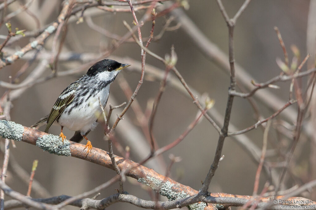 Blackpoll Warbler male