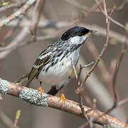 Blackpoll Warbler