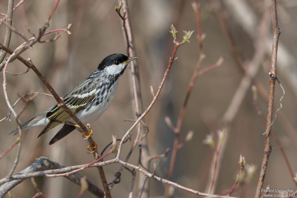 Blackpoll Warbler male