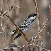 Blackpoll Warbler