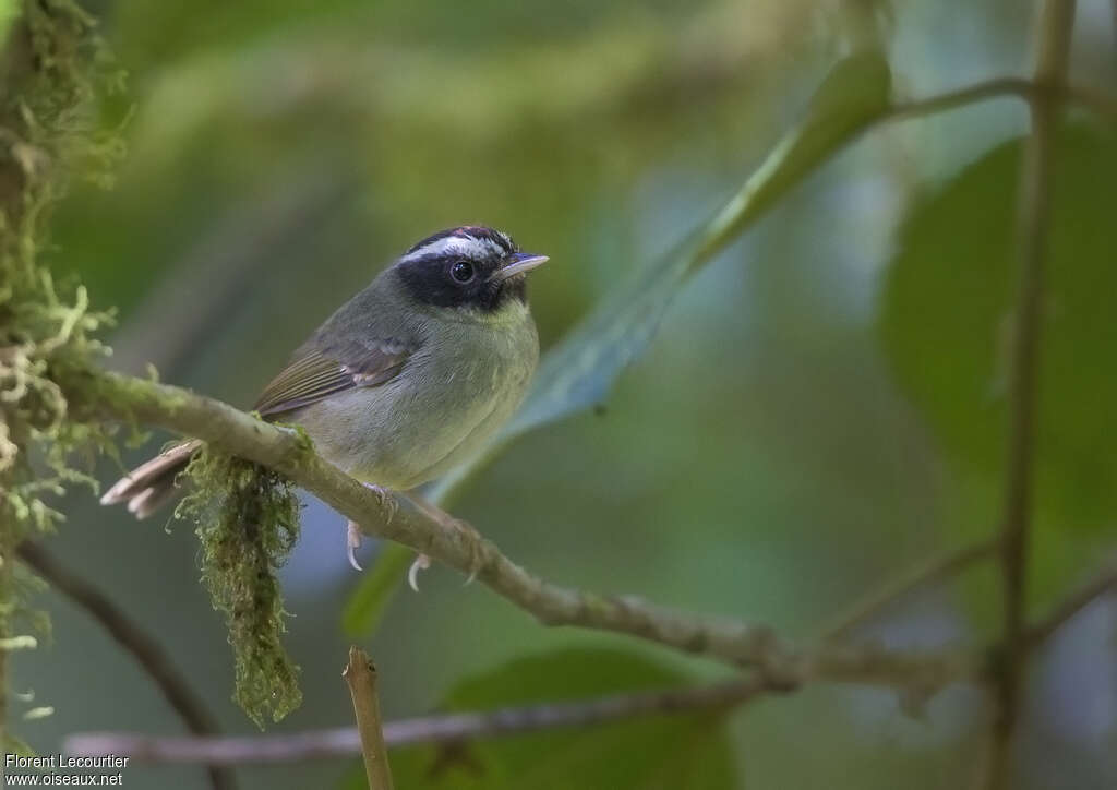 Black-cheeked Warbleradult